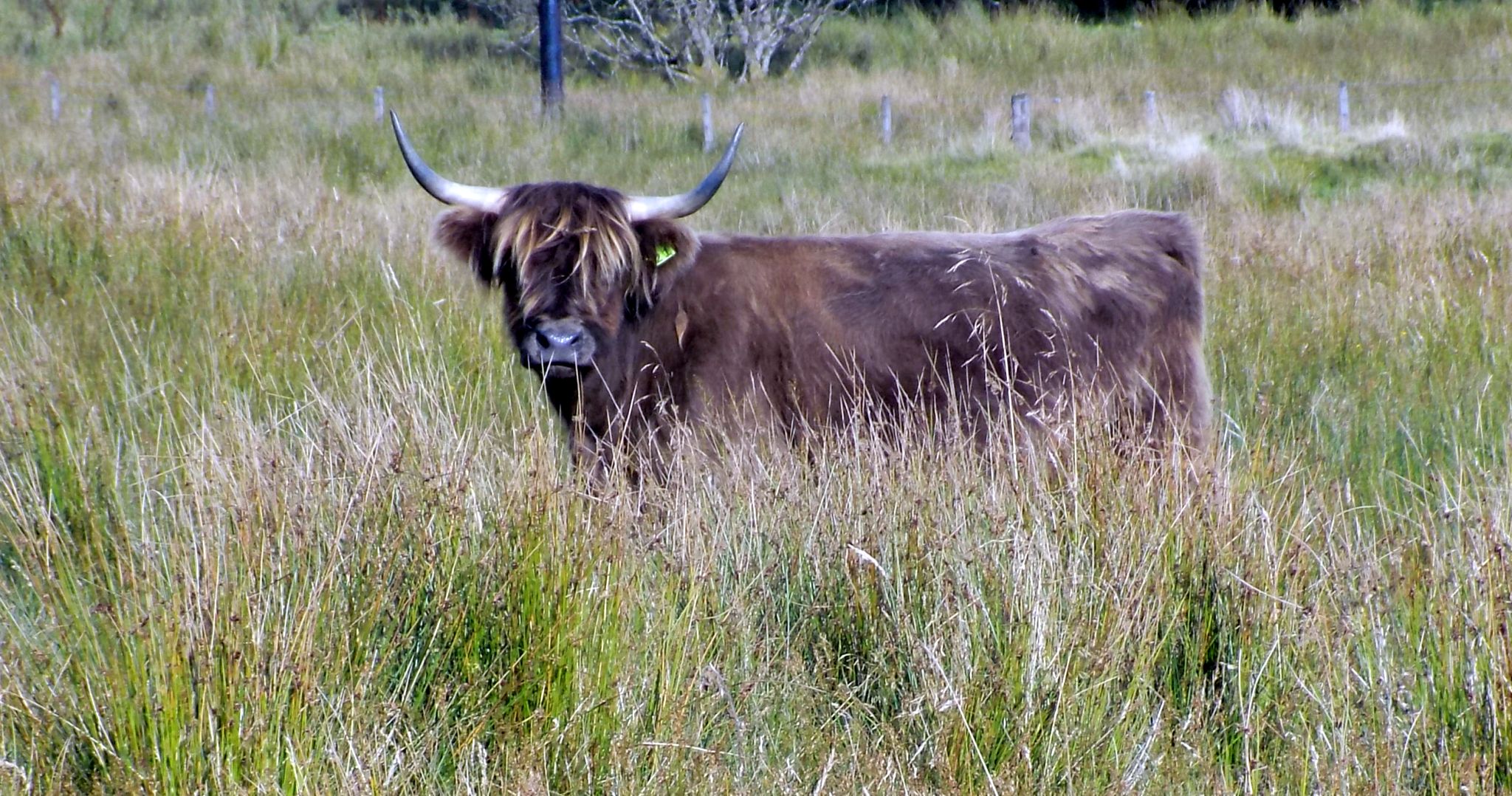 Highland cattle on Dumbrock Muir